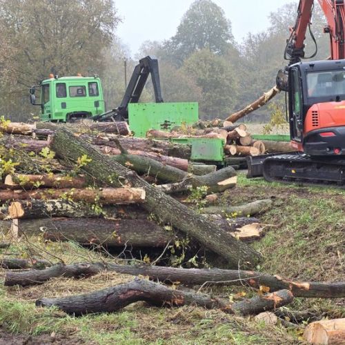 schade-gartenbau-ladbergen-holzarbeiten-baumfaellung-waldrodung-gehoelzschnitt-3.jpg