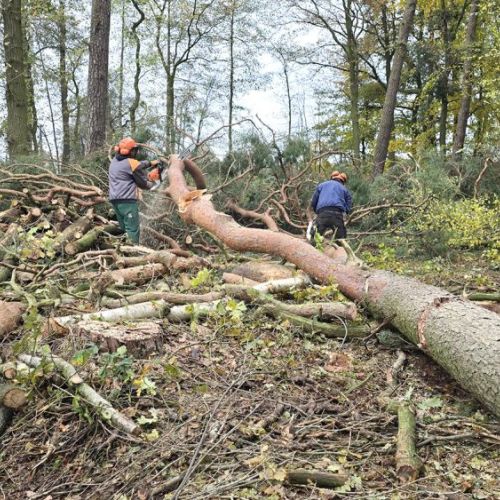 schade-gartenbau-ladbergen-holzarbeiten-baumfaellung-waldrodung-gehoelzschnitt-1.jpg